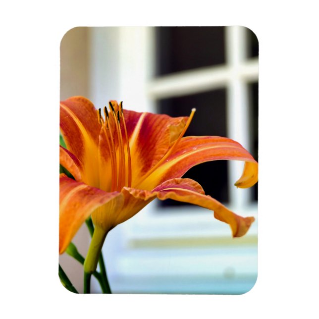 Orange Tiger Lily Magnet (Vertical)