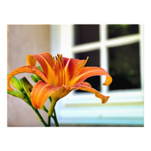 Orange Tiger Lily Photo Print