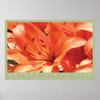 Orange Tiger Lily Print