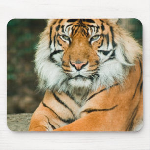 Orange Tiger Mouse Pad