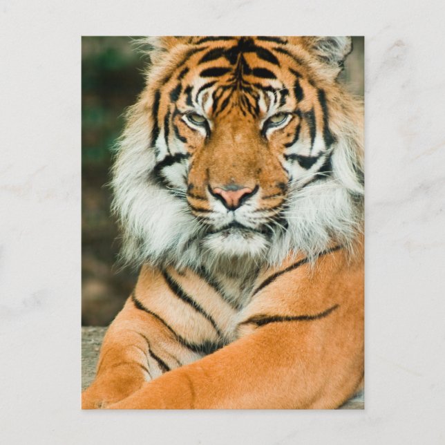 Orange Tiger Postcard (Front)