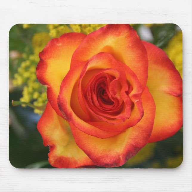 Orange Tipped Rose Mouse Pad (Front)