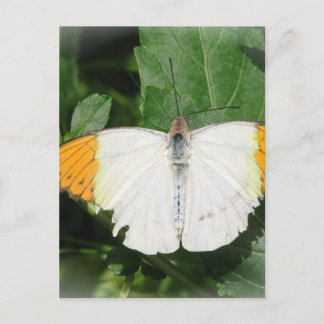 Orange Tipped White Winged Butterfly Postcard