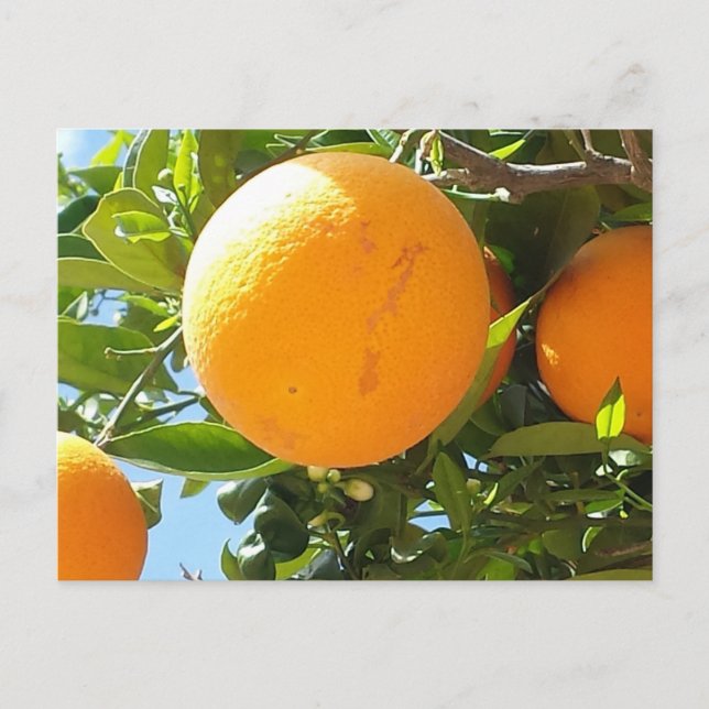 Orange Tree - Espagne, Carte postale (Devant)