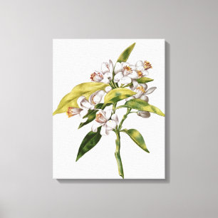 Orange tree flower, from 'La Guirlande de Julie' Canvas Print