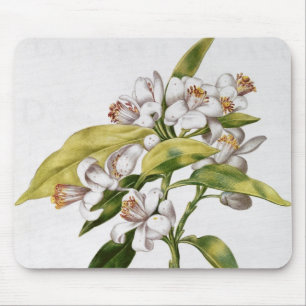 Orange tree flower, from 'La Guirlande de Julie' Mouse Pad