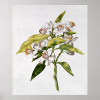 Orange tree flower, from 'La Guirlande de Julie'