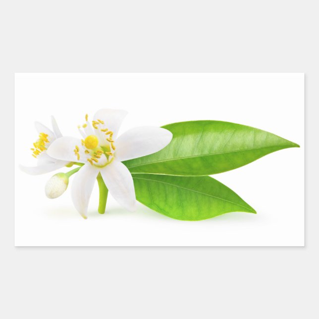 Orange tree flowers sticker (Front)