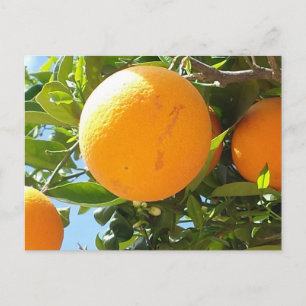 Orange Tree - Spain, Postcard