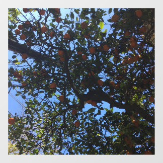 Orange trees in Buenos Aires arboles naranjos Window Cling