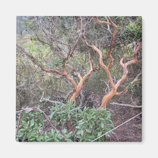 Orange Tree's in Torrey Pines San Diego Photo Magnet