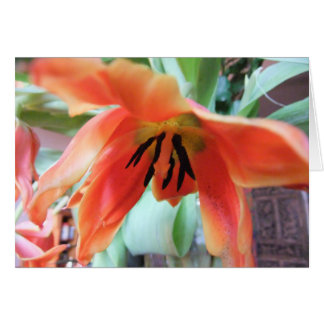 Orange Tulip