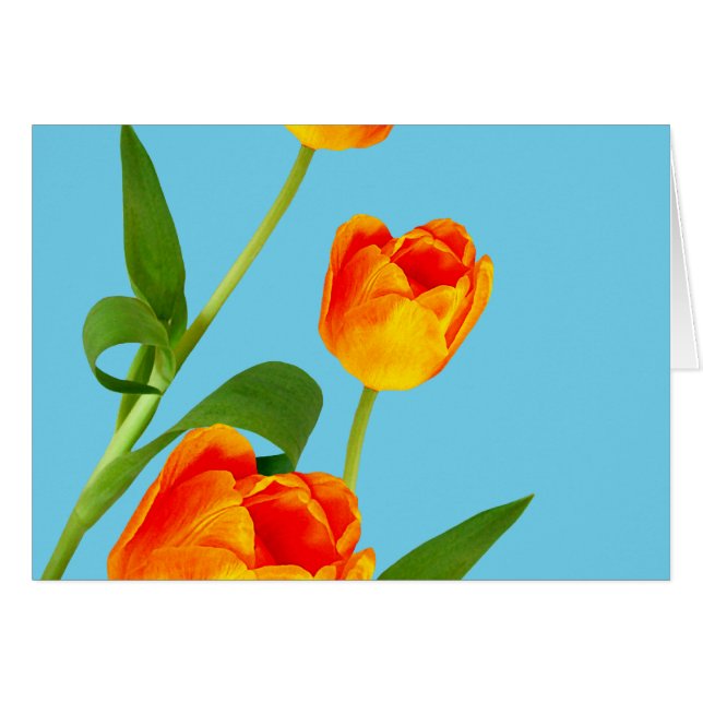 Orange Tulip (Front Horizontal)