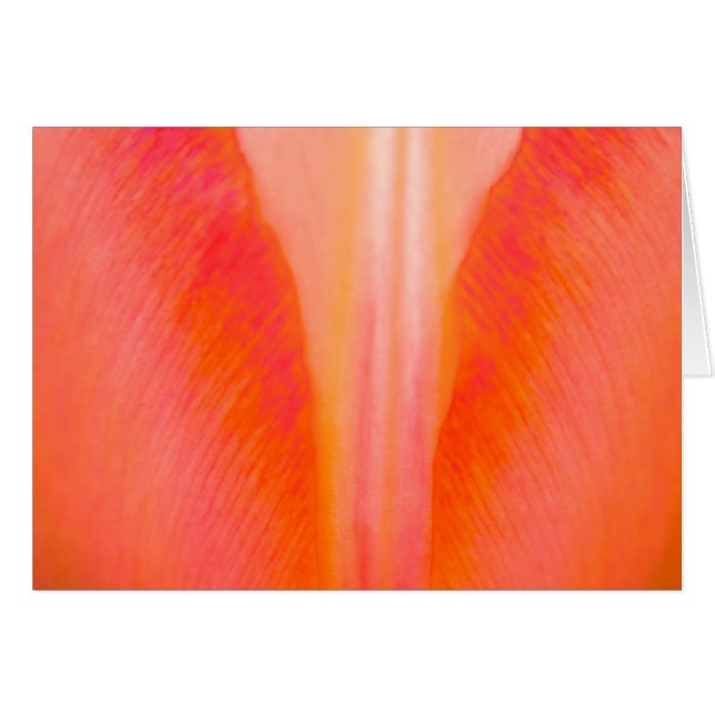 Orange Tulip (Front Horizontal)
