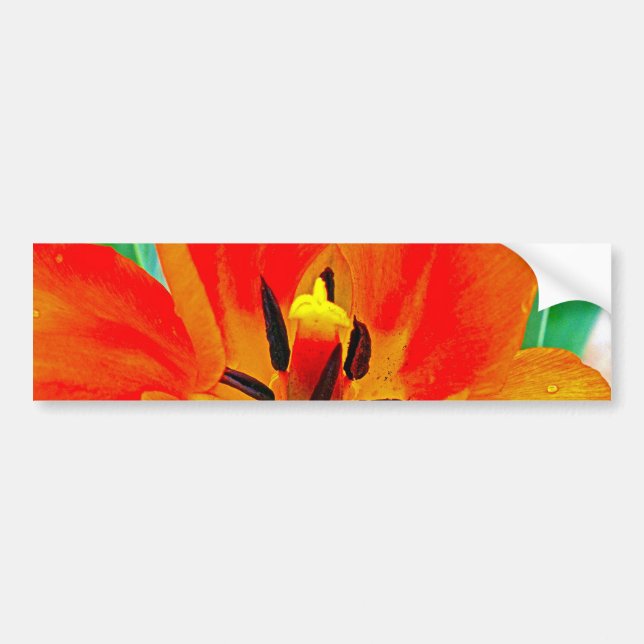 Orange Tulip Bumper Sticker (Front)