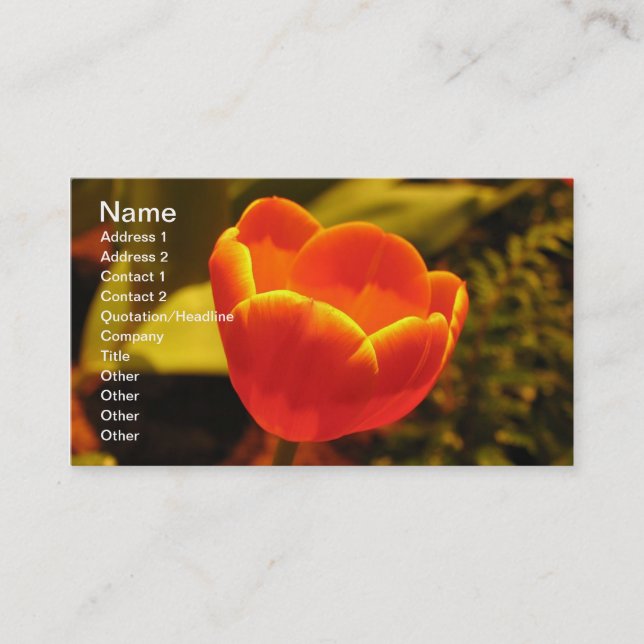 Orange Tulip Business Card (Front)