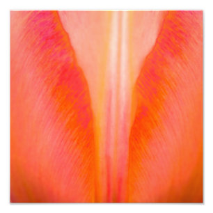 Orange Tulip Photo Print