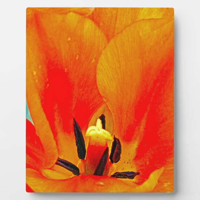 Orange Tulip Plaque (Front)