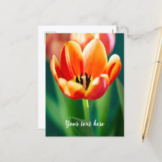 Orange Tulip Postcard