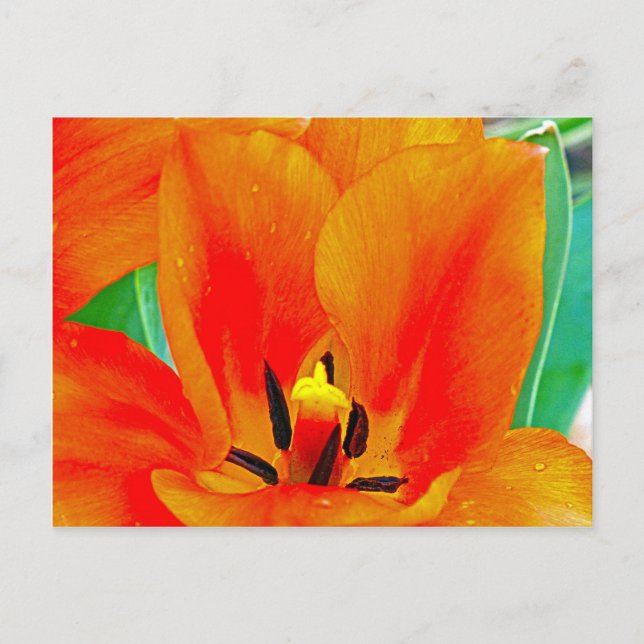 Orange Tulip Postcard (Front)