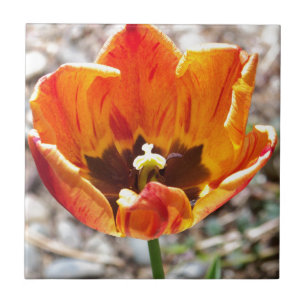 Orange tulip tile