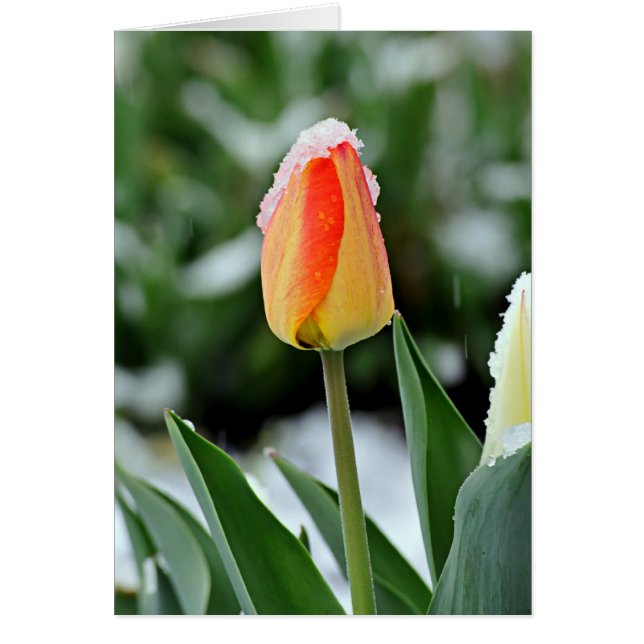 Orange Tulip with Snow (Front)