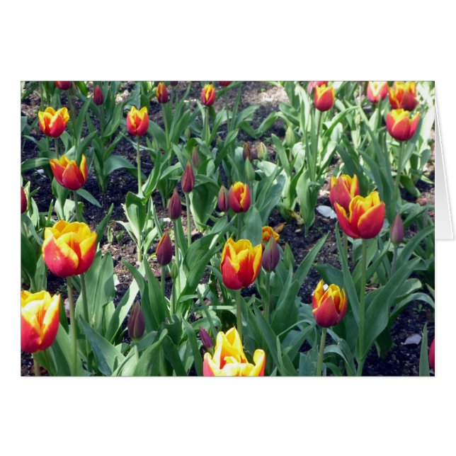 orange tulipe (Devant horizontal)