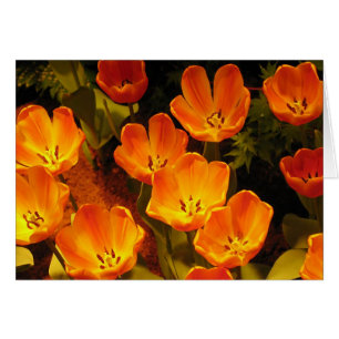 Orange Tulips