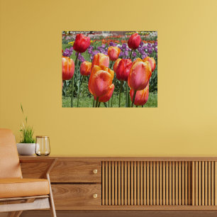 Orange Tulips, Elizabeth Park Gardens Hartford CT  Poster