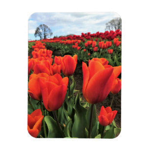 Orange Tulips in a Field, Oregon Magnet