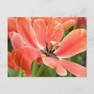 orange tulips in bloom postcard