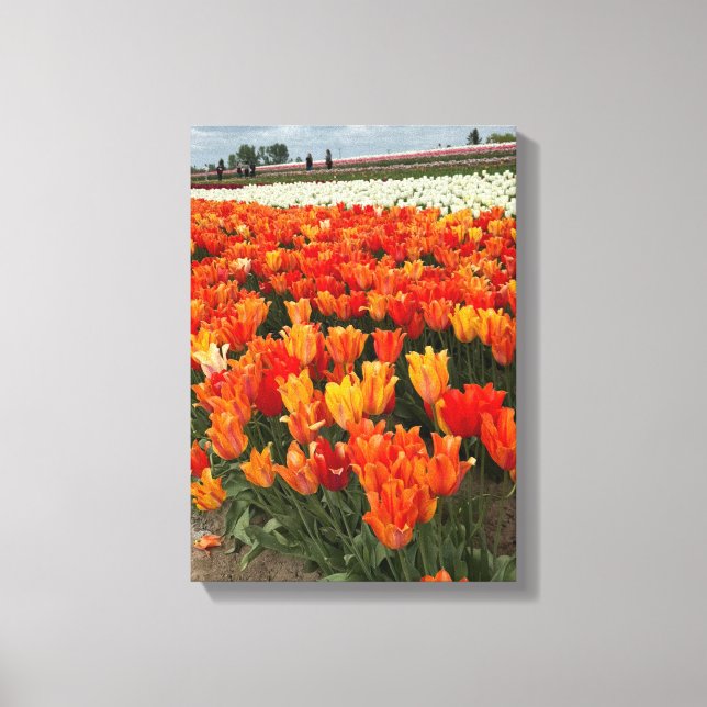 Orange Tulips in the Field, Woodburn, OR Canvas Print (Front)
