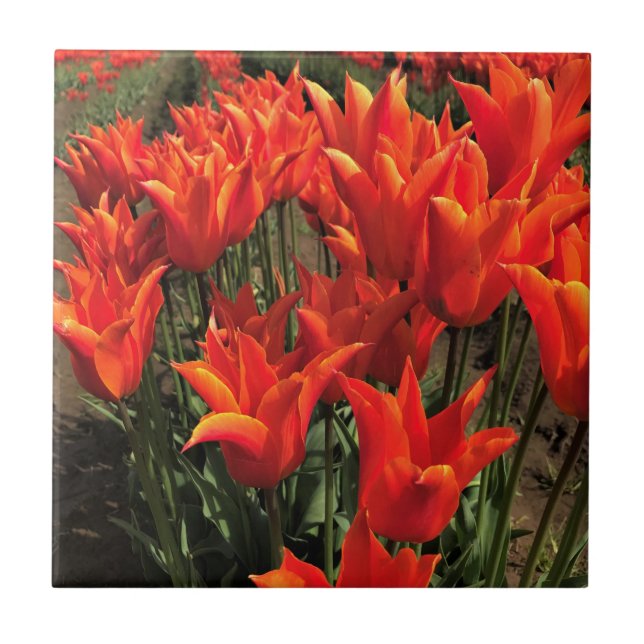 Orange Tulips, Oregon Tile (Front)