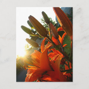 Orange Un Bloomed Postcard