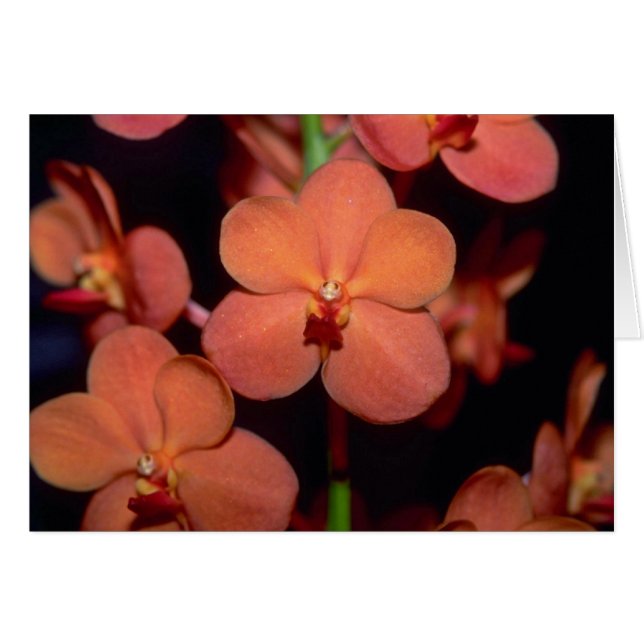 Orange Vanda flowers (Front Horizontal)