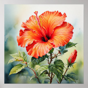 Orange Water-Colour Hibiscus Poster Print