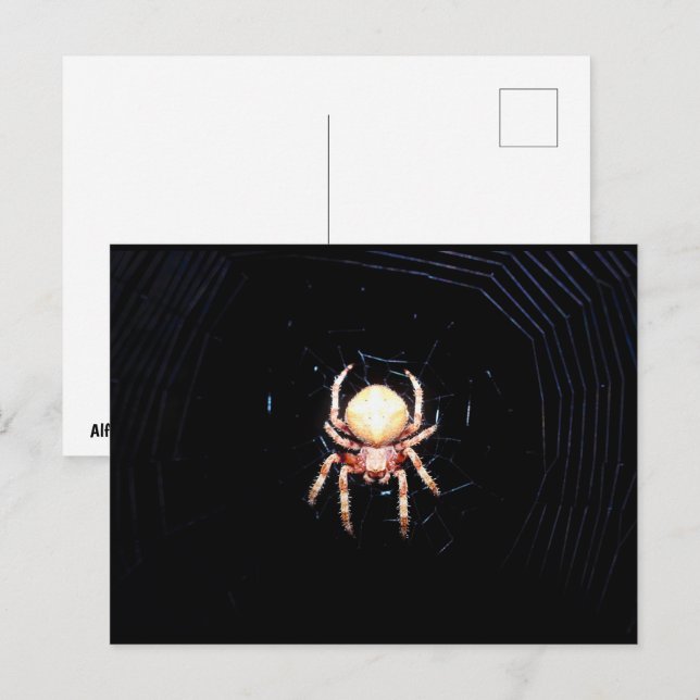 Orange Wheelweaving Spider Postcard (Front/Back)