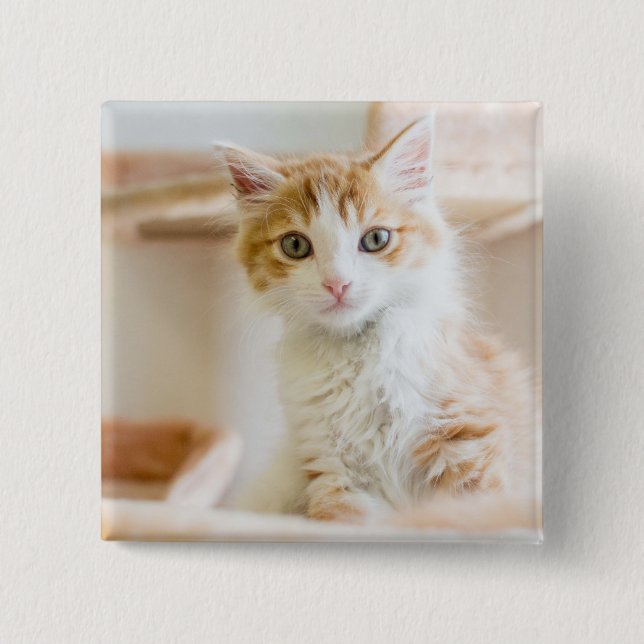 Orange & White Kitten 2 Inch Square Button (Front)