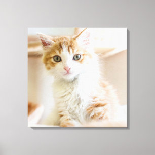 Orange & White Kitten Canvas Print