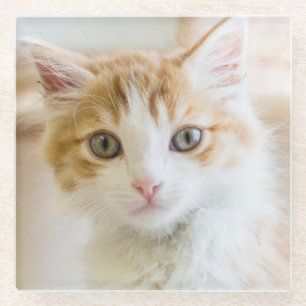 Orange & White Kitten Glass Coaster