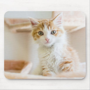 Orange & White Kitten Mouse Pad