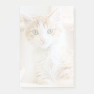 Orange & White Kitten Post-it Notes