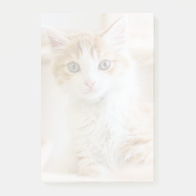 Orange & White Kitten Post-it Notes (Front)