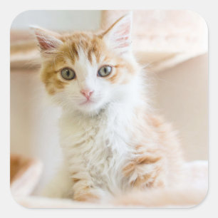 Orange & White Kitten Square Sticker