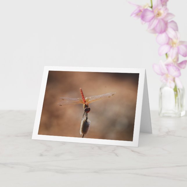 Orange-winged Dropwing Dragonfly Card (Orchid)
