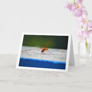 Orange-winged Dropwing Dragonfly Card