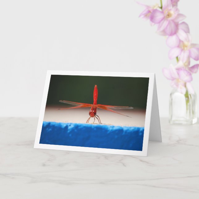 Orange-winged Dropwing Dragonfly Card (Orchid)