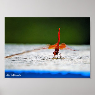 Orange-winged Dropwing Dragonfly Poster