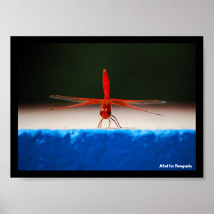 Orange-winged Dropwing Dragonfly Poster