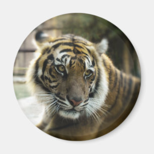 Orange with black stripes Bengal tiger photo Magnet
